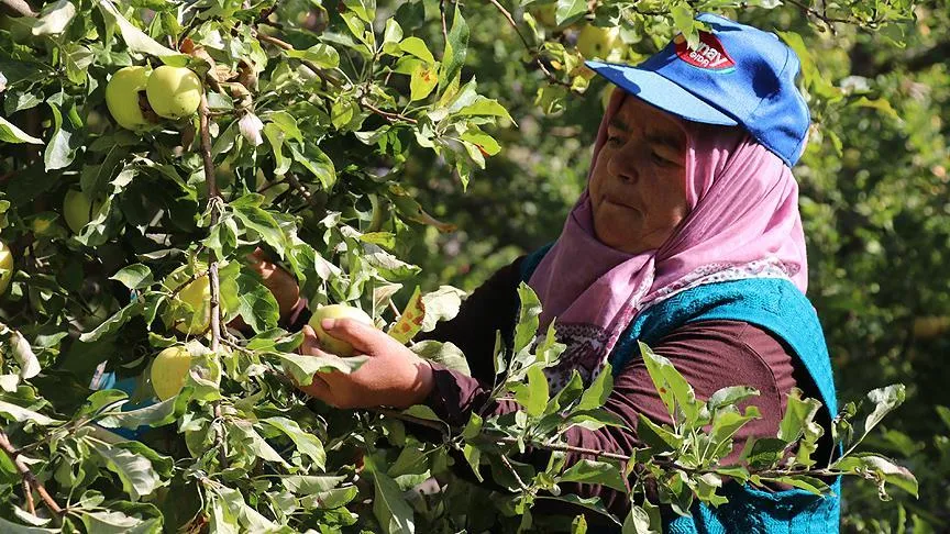 Erzincan'da yürütülen proje kapsamında yetiştirilen elmalar, kentteki bir fabrikada konsantre