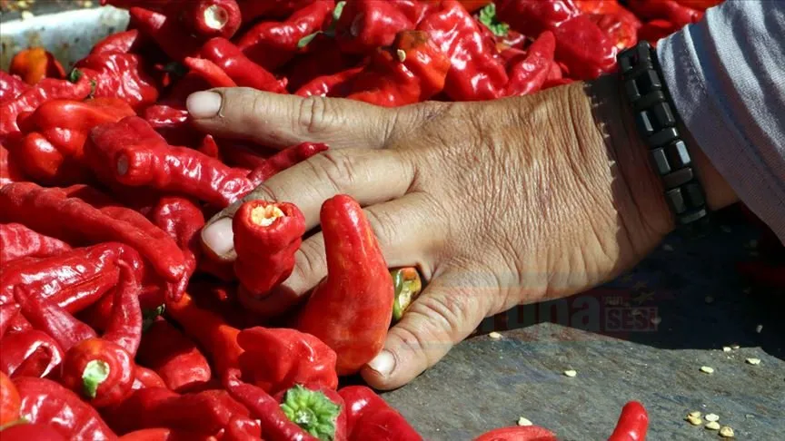 Şanlıurfa'da isot üretiminde çalışan kadınlar, hem kentin ekonomisine hem de