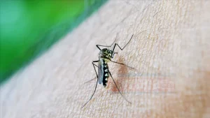 Türkiye Ulusal Alerji ve Klinik İmmünoloji Derneği Yönetim Kurulu Üyesi