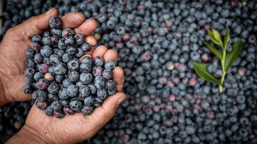 OMÜ Ziraat Fakültesi Öğretim Üyesi Çelik, "Maviyemiş tüketimini hayat tarzı