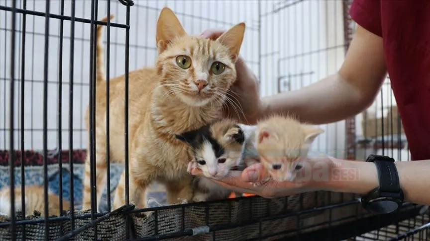 Siirt'te yaralanan yavrusuna refakatçi olarak hayvan hastanesine götürülen kedi, tedavi