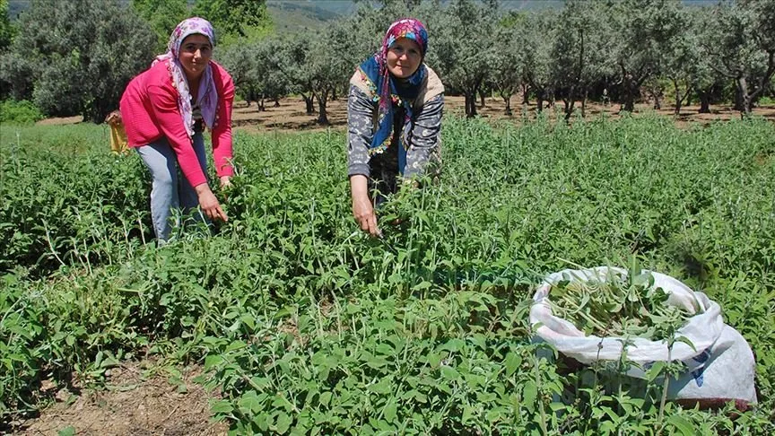 Tekirdağ