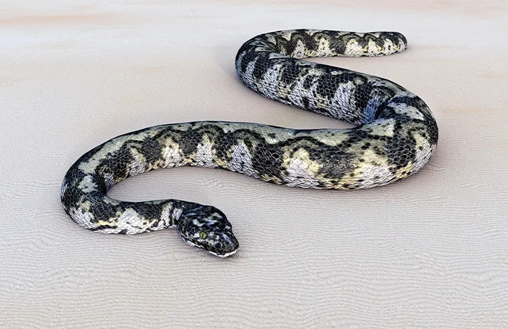 60 milyon yıl önce dünyayı kasıp kavuran Titanoboa, Kolombiya'da bulunan