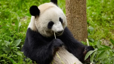 Almanya’da doğan ikiz pandalar Leni ve Lotti, ilk yaş günlerini